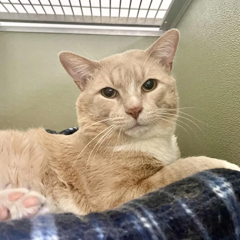 Dinosaur thumbnail 4