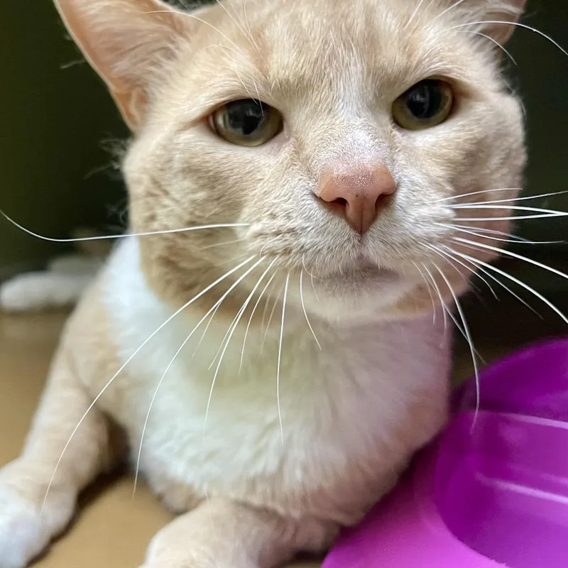 Dinosaur thumbnail 5