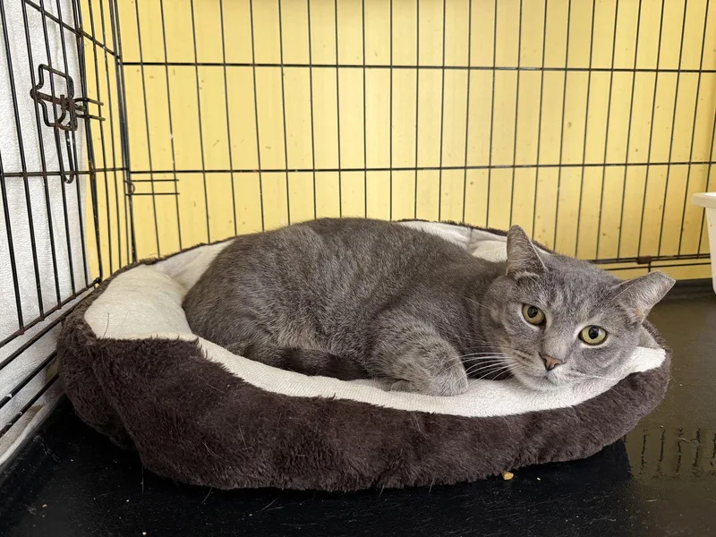 Spencer Gray thumbnail 2