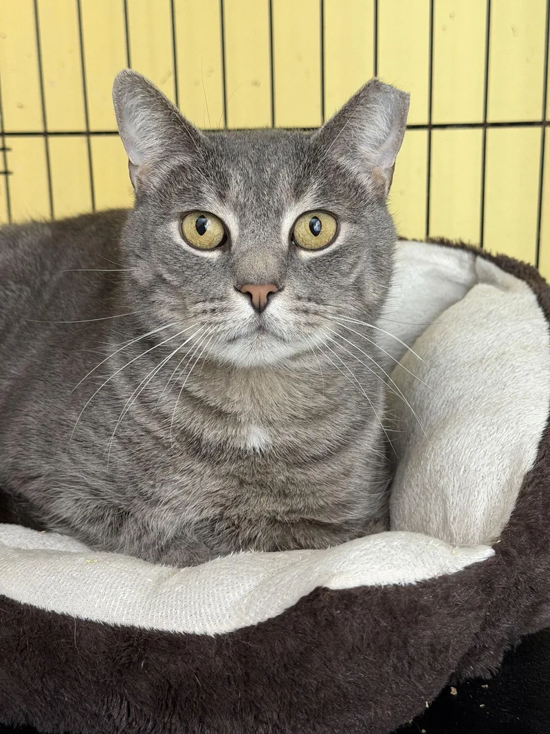 Spencer Gray thumbnail 3