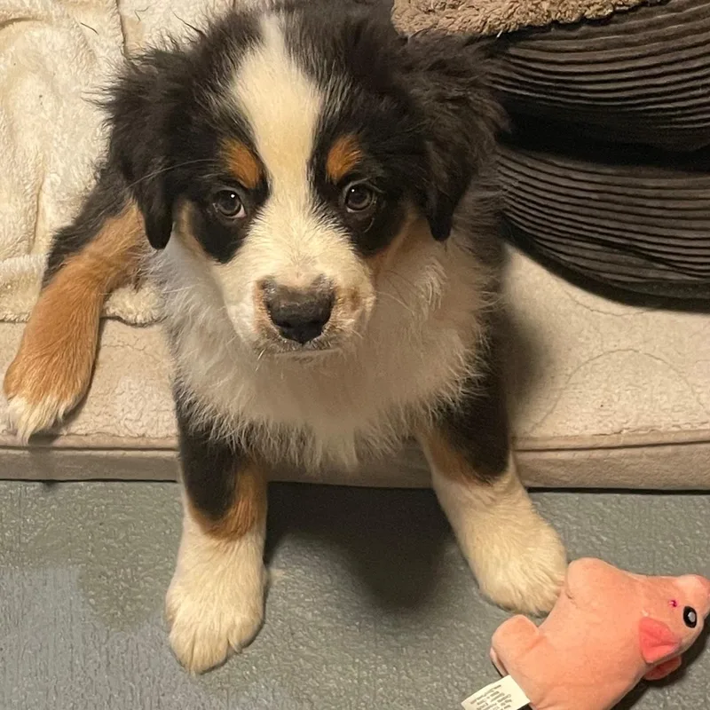 Stupendous Stella thumbnail 3