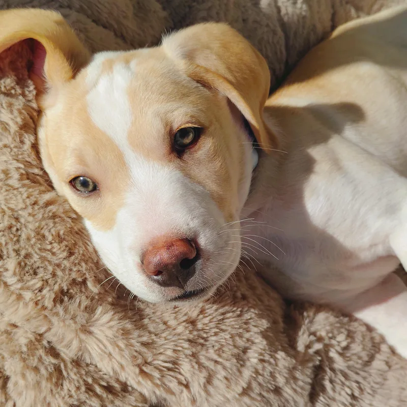 A baby medium-sized male Yellow / Tan / Blond / Fawn Mixed Breed dog named Bailey for adoption in Bellflower, CA