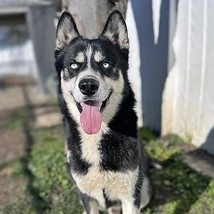 An adult large-sized male Black Husky dog named Balto for adoption in Lodi, CA