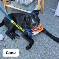 Cane