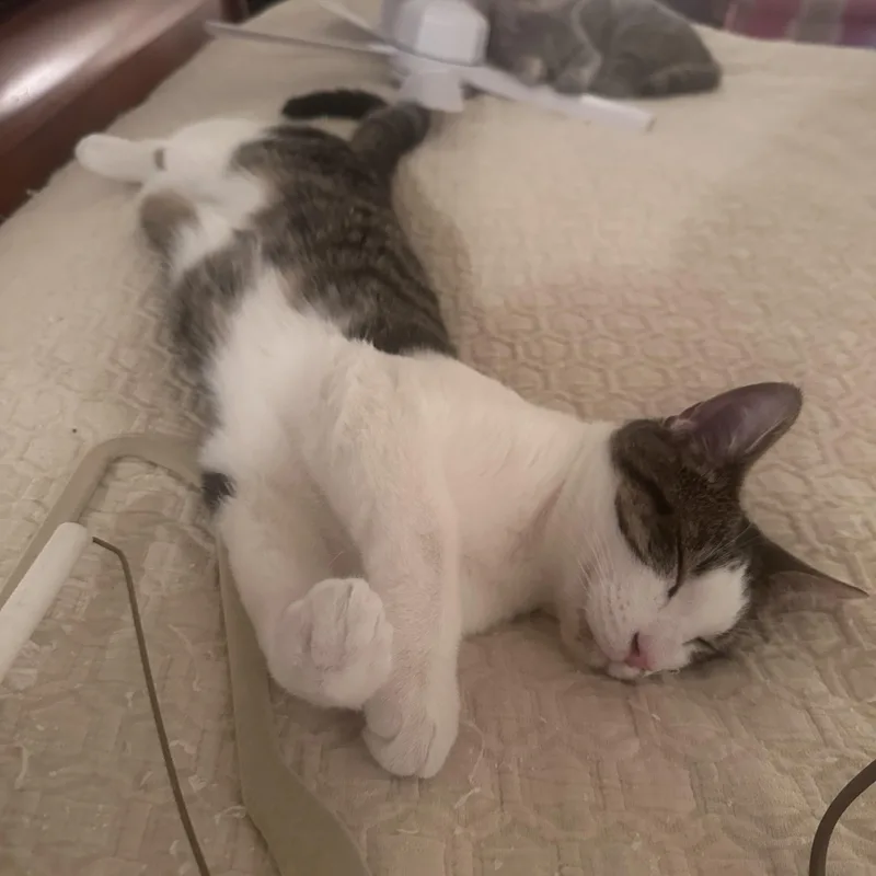 Odie Bean thumbnail 2