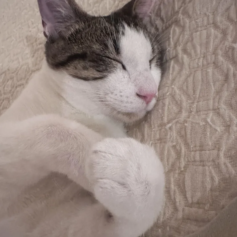 Odie Bean thumbnail 3