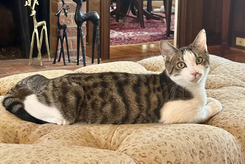 Odie Bean thumbnail 4