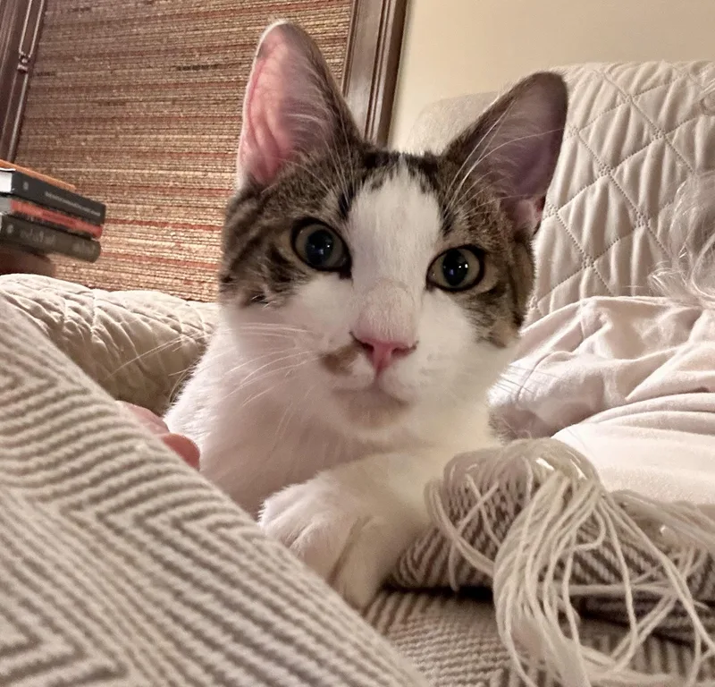 Odie Bean thumbnail 5