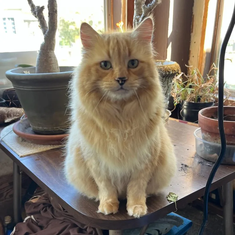 Old Yeller thumbnail 2