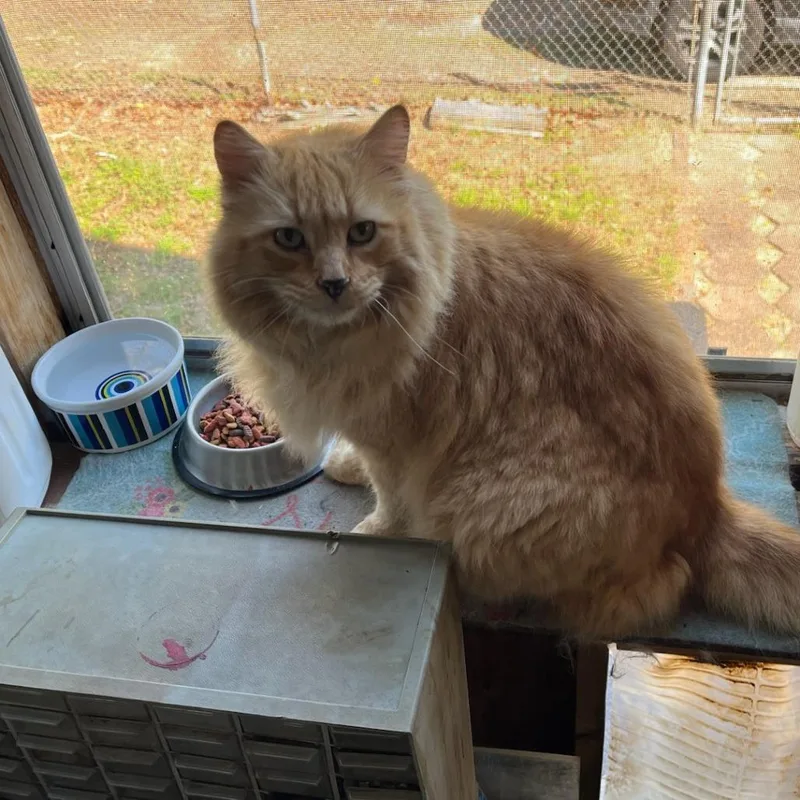 Old Yeller thumbnail 3