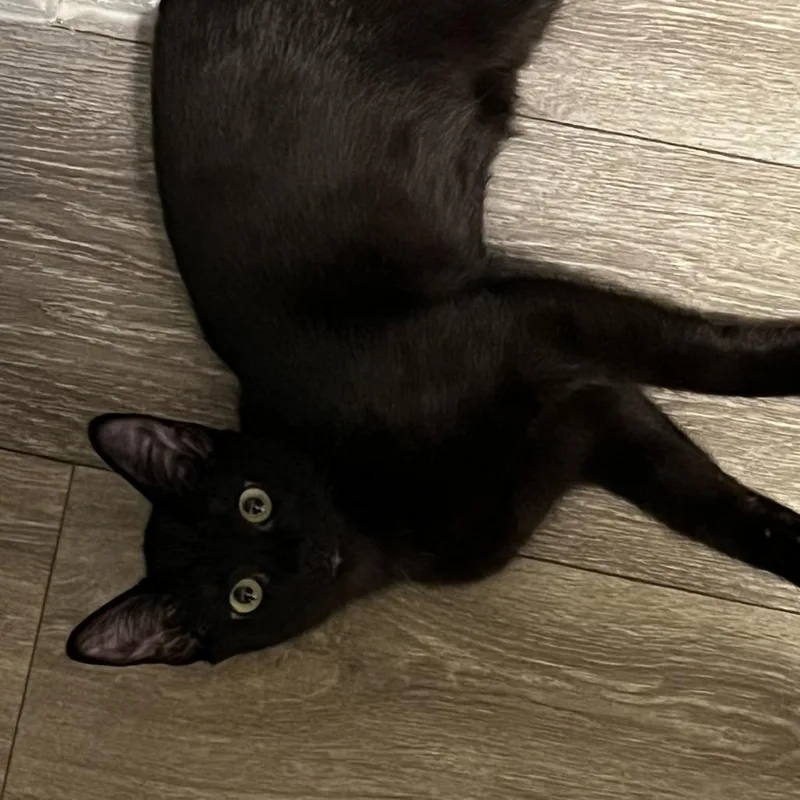 A young small-sized female Domestic Short Hair cat named Kiki for adoption in Columbus, GA
