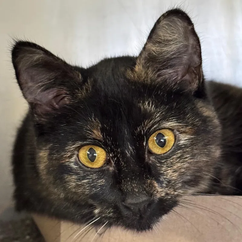 Stella Artois thumbnail 3