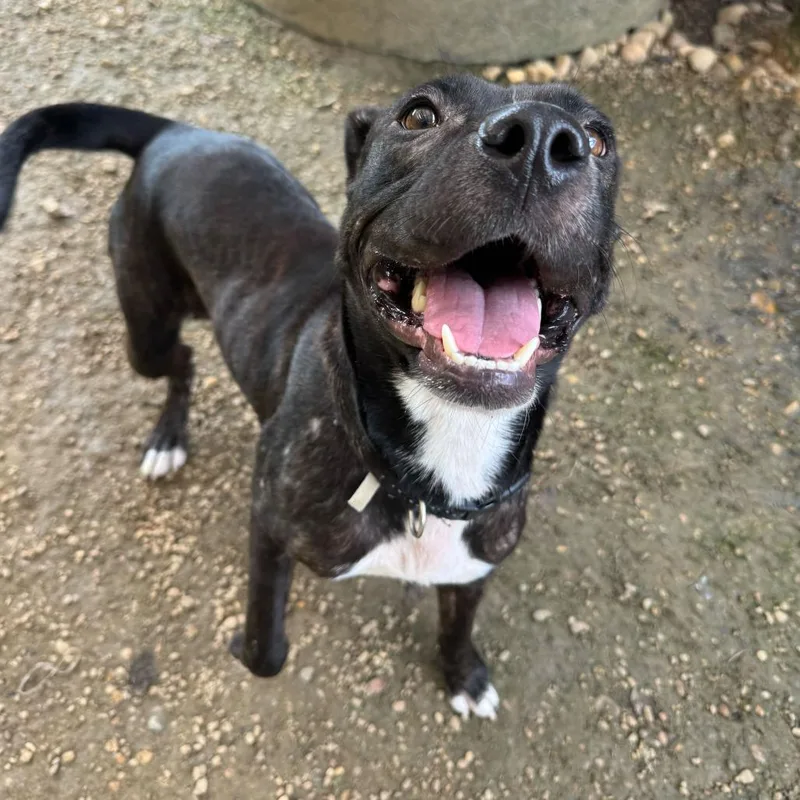 Stuffed Crust thumbnail 2