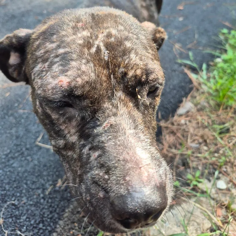 Stuffed Crust thumbnail 3