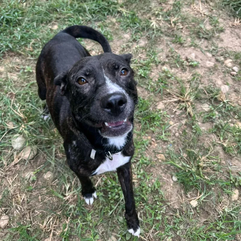 Stuffed Crust thumbnail 4