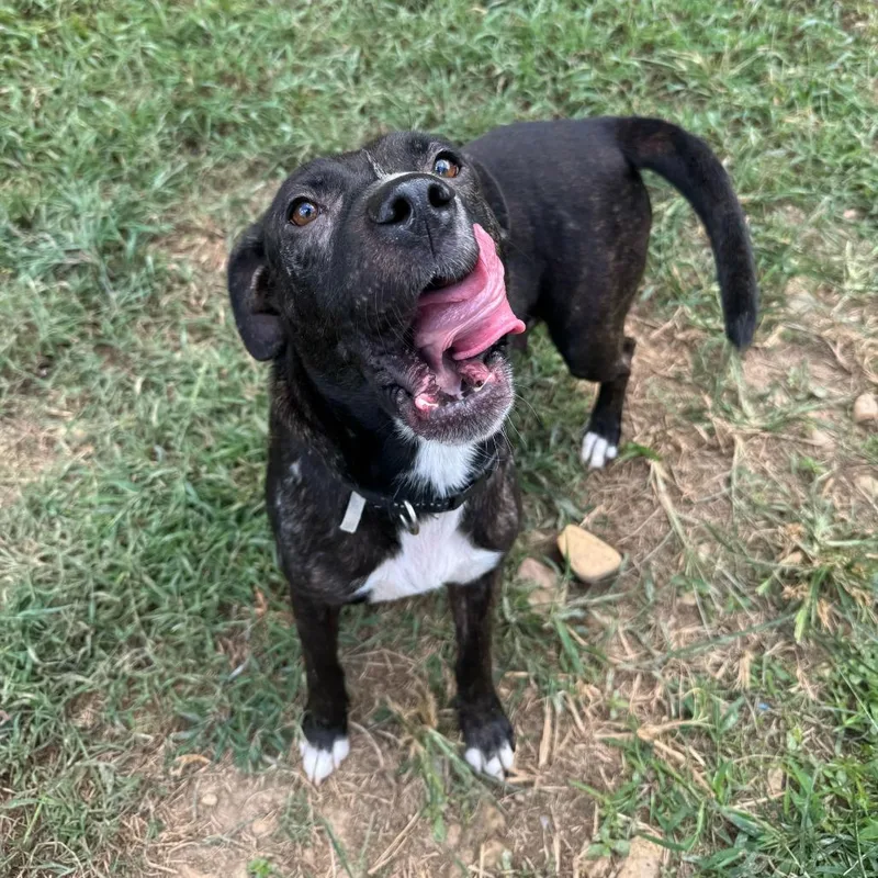 Stuffed Crust thumbnail 5