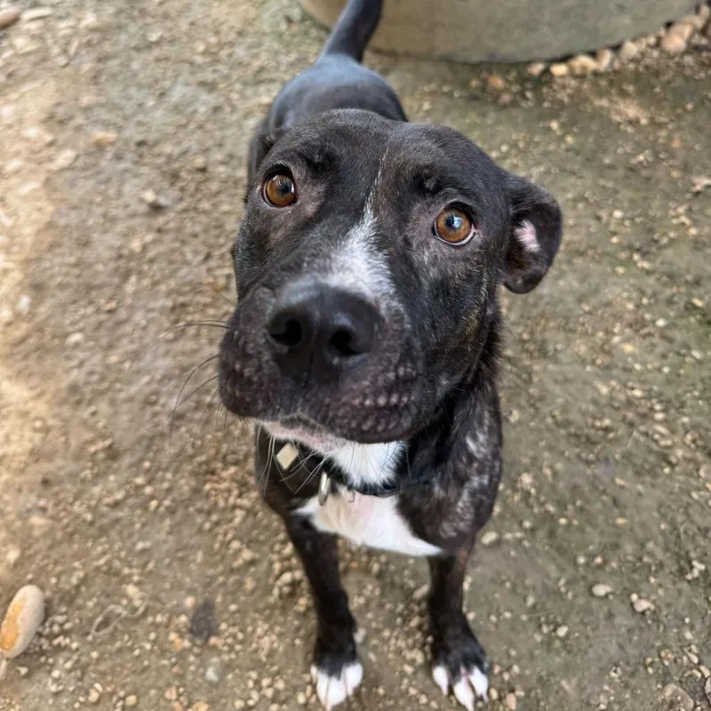 Stuffed Crust thumbnail 6