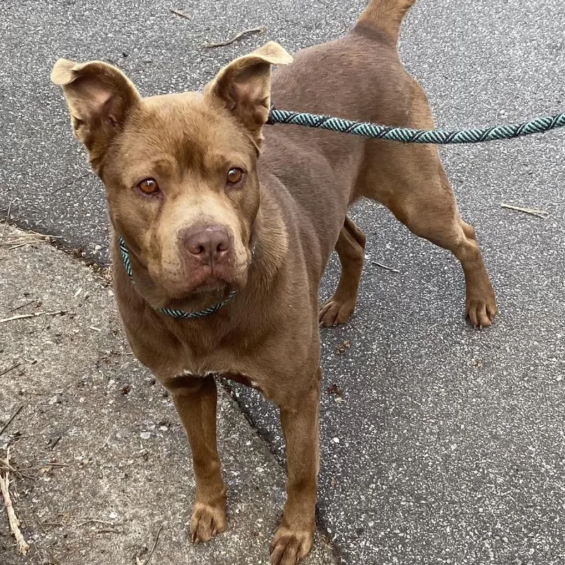 Scrimparoni thumbnail 2