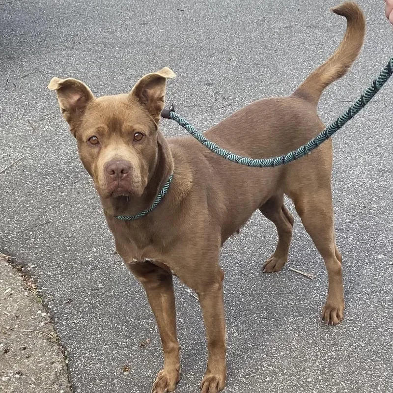 Scrimparoni thumbnail 3