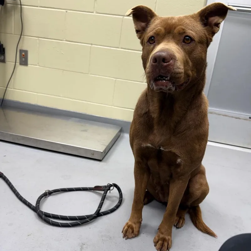 Scrimparoni thumbnail 4