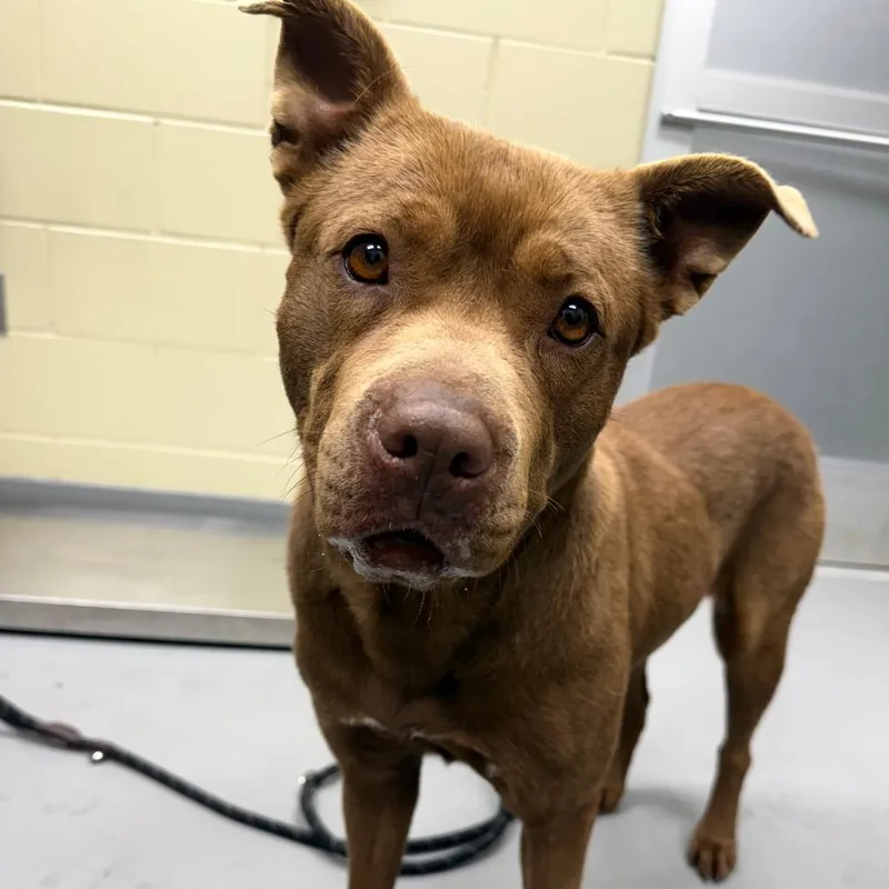 Scrimparoni thumbnail 5