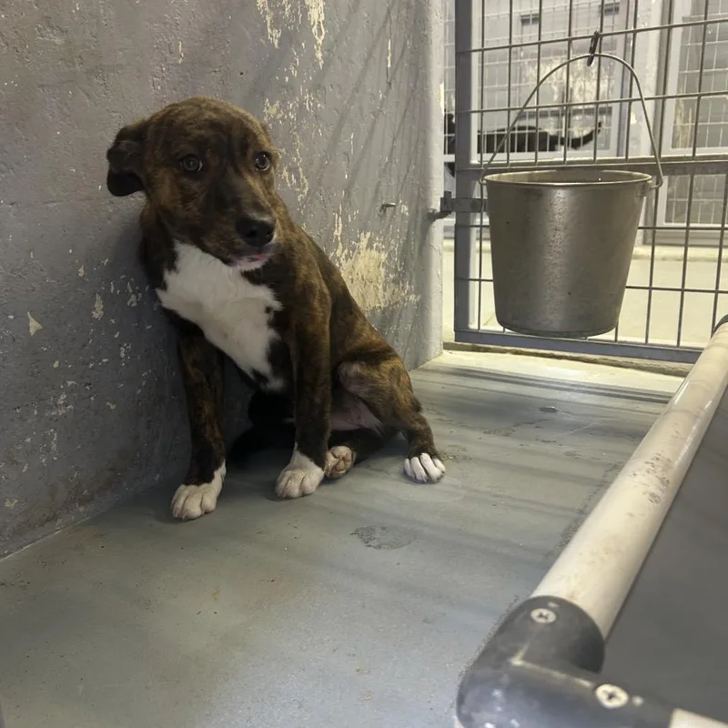 Mashed Pataters thumbnail 2