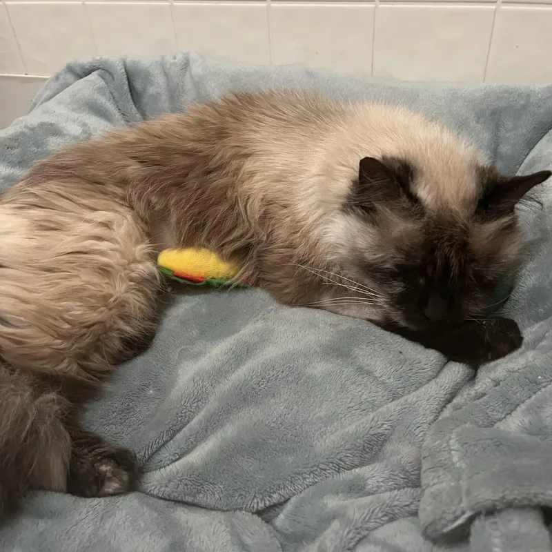 Betty Lou thumbnail 3