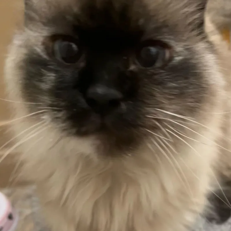 Betty Lou thumbnail 4