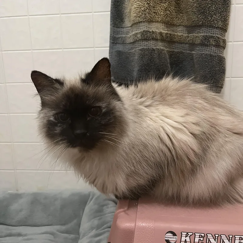 Betty Lou thumbnail 5