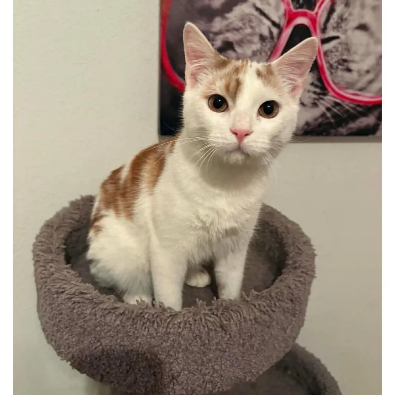 A baby medium-sized male Orange & White Domestic Short Hair cat named Murphy for adoption in Sedalia, MO