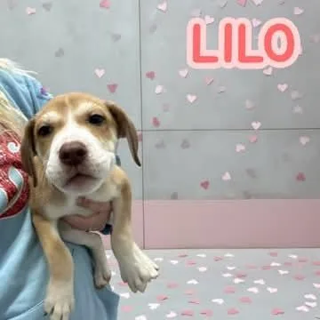 Lilo