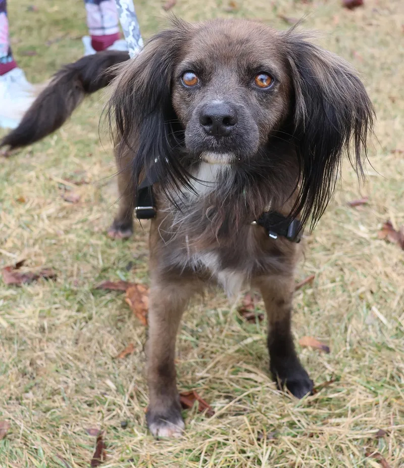 Cocoa Crisp thumbnail 2