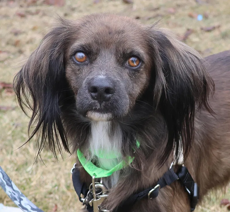 Cocoa Crisp thumbnail 4