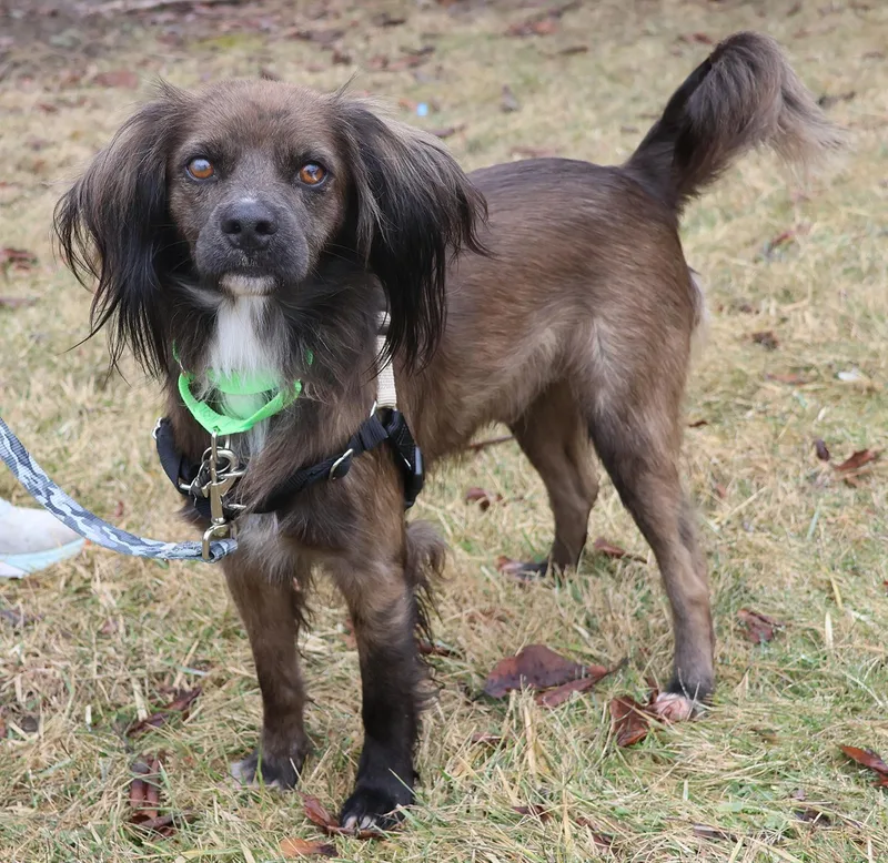 Cocoa Crisp thumbnail 5