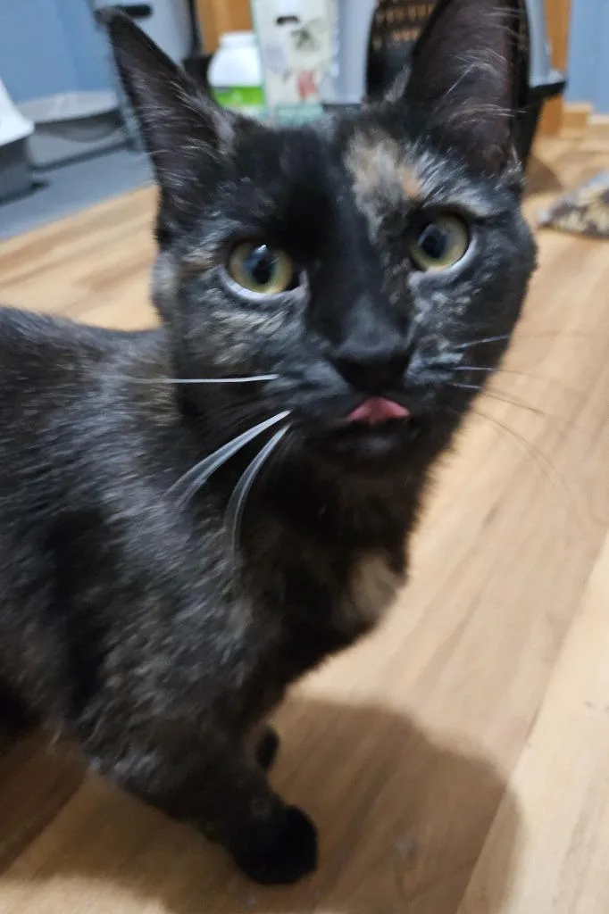 Jane  Ophelia thumbnail 2