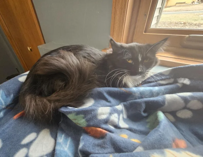 Jane  Ophelia thumbnail 3