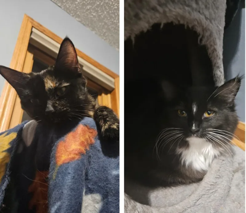 Jane  Ophelia thumbnail 4