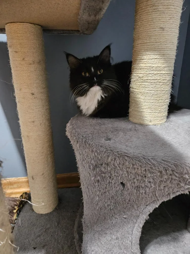 Jane  Ophelia thumbnail 5