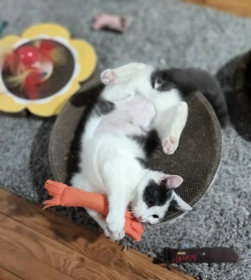 Mouse Fiv+ thumbnail 2