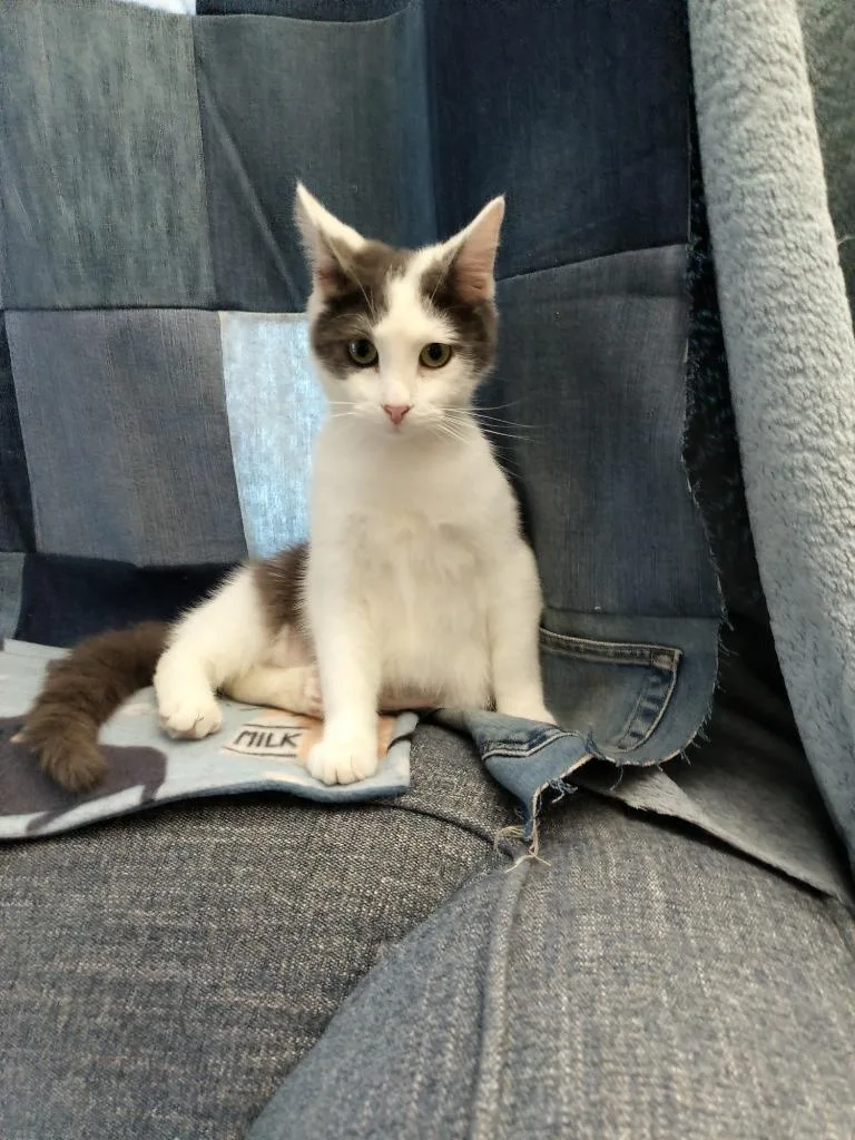 Mouse Fiv+ thumbnail 3