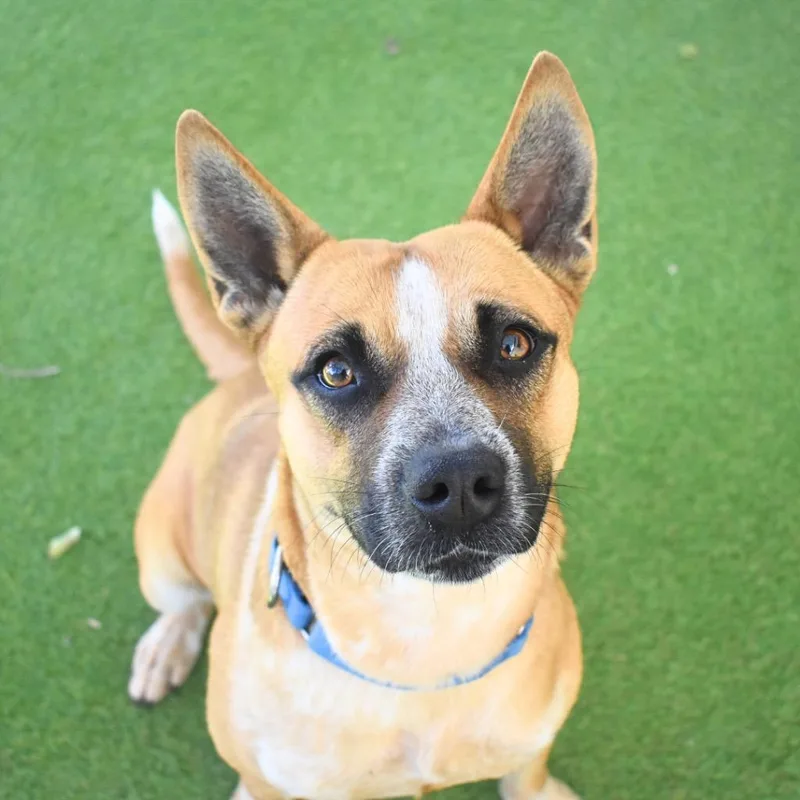 Scarlett thumbnail 2