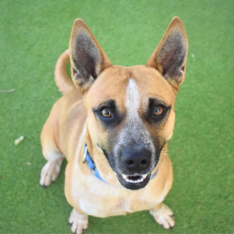 Scarlett thumbnail 4