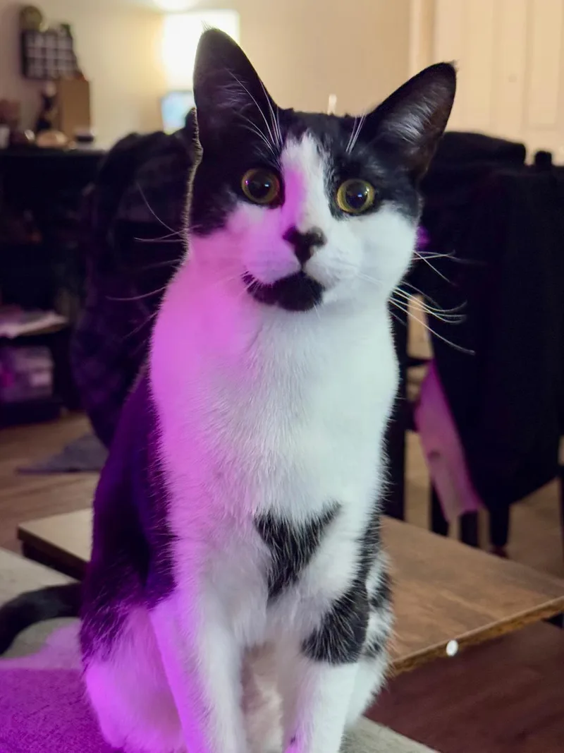 Jack And Oreo thumbnail 2