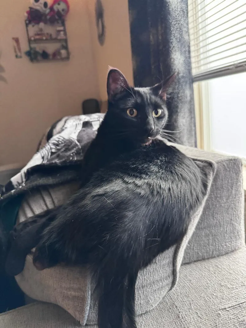 Jack And Oreo thumbnail 3