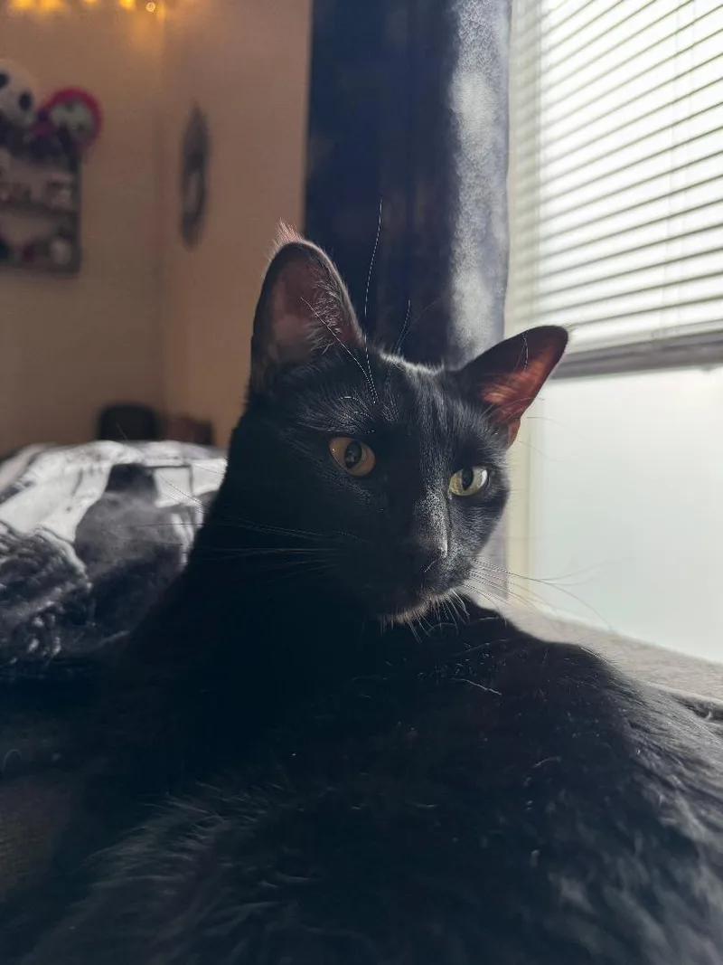 Jack And Oreo thumbnail 4