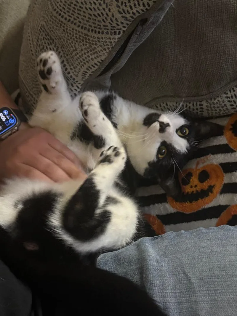 Jack And Oreo thumbnail 5