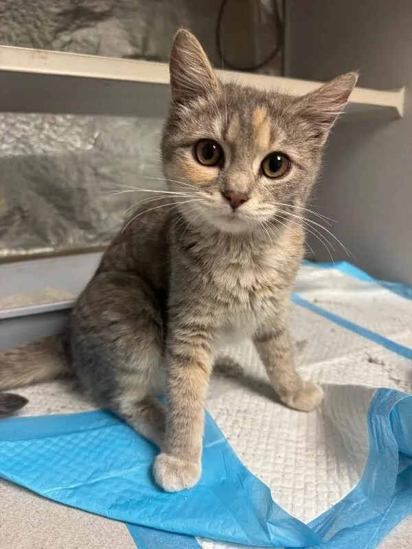 Little Lamb thumbnail 2