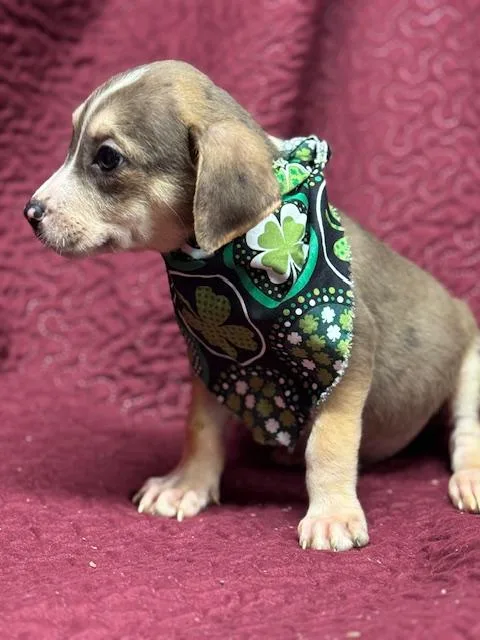 O'malley thumbnail 2