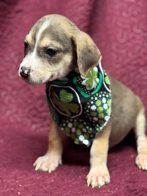 O'malley thumbnail 3