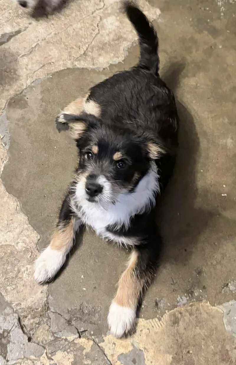 King Henry thumbnail 2